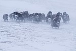 Dovrefjell, Norwegen