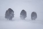 Dovrefjell, Norwegen