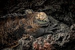 Galapagos Inseln