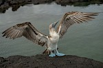 Galapagos Inseln