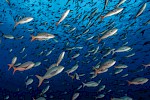 Galapagos Inseln