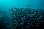 Galapagos Inseln