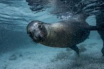 Galapagos Inseln