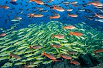 Galapagos Inseln
