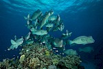 Great Barrier Reef, Australien