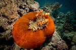 Great Barrier Reef, Australien