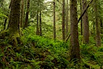 Great Bear Rainforest, Kanada