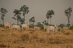 Brasilien